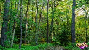 Chiêm bao thấy rừng – Số lô đề dễ trúng tại Gemwin