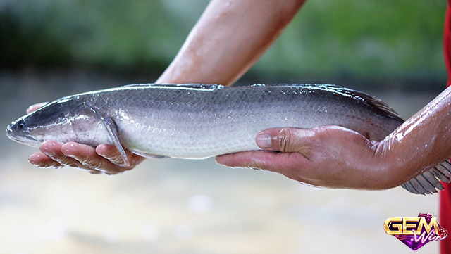 Mơ thấy bắt cá lóc