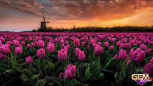Mơ thấy hoa tulip có ẩn ý gì ? Đánh con gì ? Là rẻ hay là xấu? Tại Gemwin