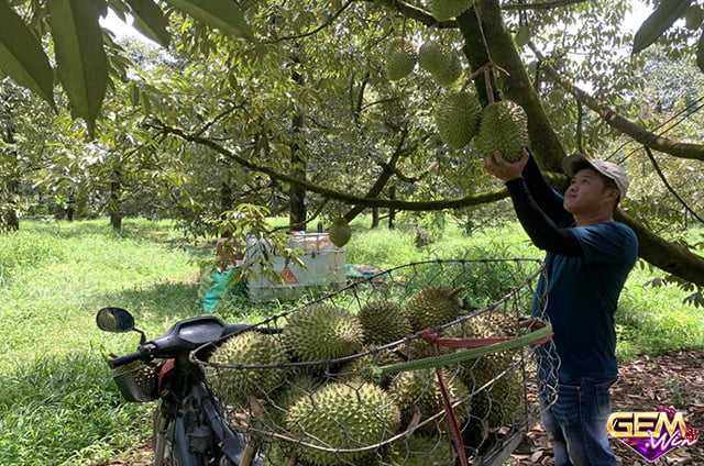 Mơ thấy hái sầu riêng