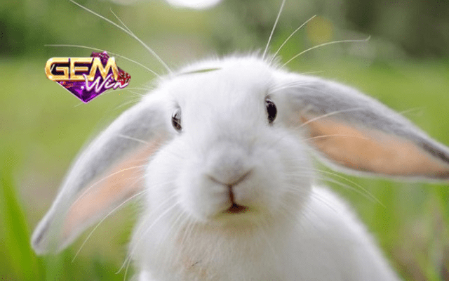 Lý do nên chọn Gemwin- Nhà cái chơi lô uy tín khi nằm mơ thấy thỏ