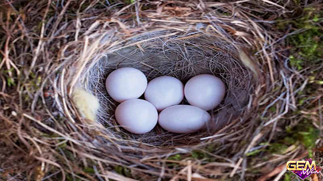 Mơ thấy trứng chim đánh số lô mấy? - Ý nghĩa mơ thấy trứng chim tại Gemwin