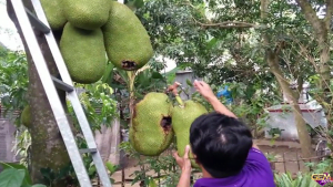 Ngủ mơ thấy hái mít đánh con số lô gì? Ý nghĩa mơ thấy hái mít tại Gemwin