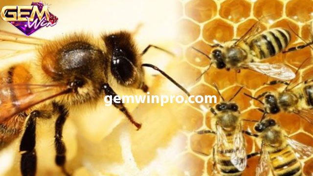 Giấc mơ thấy tổ ong siêu to khổng lồ trong nhà