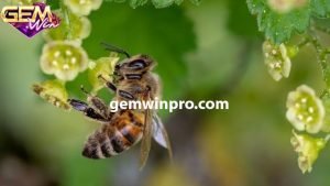 Giải mã giấc mơ thấy ong làm tổ hay nhất 2024