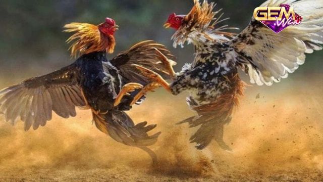 Đá gà ăn 8 thường được áp dụng trong các trận đấu giữa gà mạnh và yếu