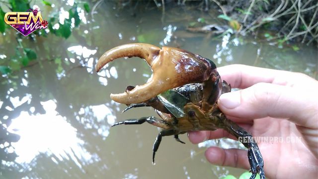 Ngủ mơ nhìn thấy con cua biển