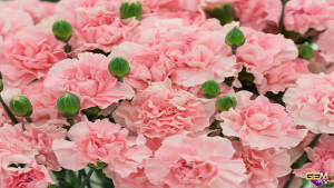 Mơ thấy hoa cẩm chướng đánh con số lô gì? Ý nghĩa mơ thấy hoa cẩm chướng tại Gemwin