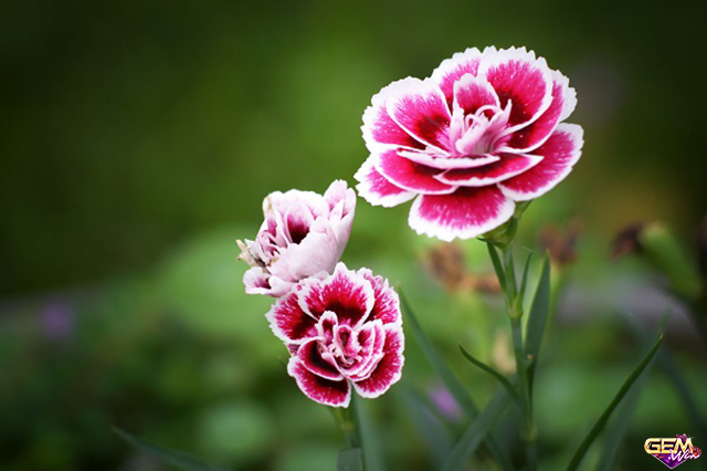 Mơ thấy hoa cẩm chướng đánh con số lô gì trúng lớn?