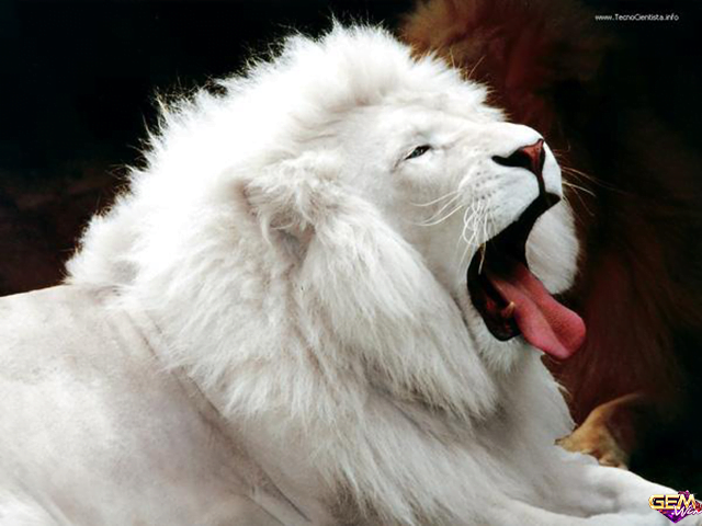 Chiêm bao thấy sư tử trắng đánh con số lô gì?