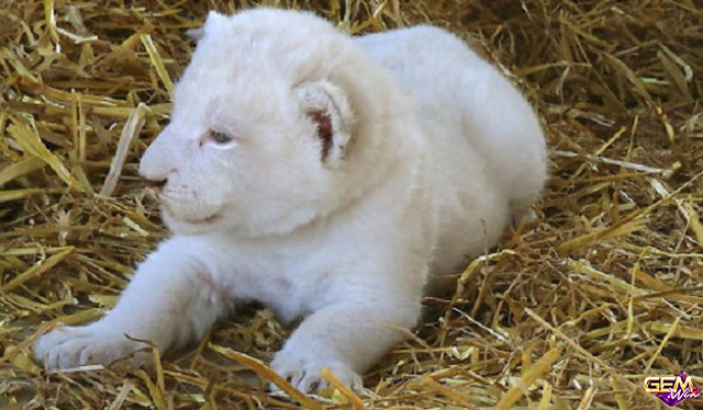 Mơ thấy sư tử trắng con