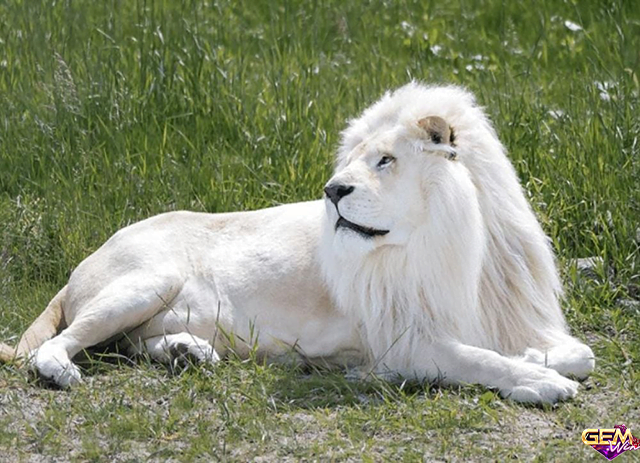 Mơ thấy giết sư tử trắng